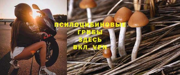 прущие грибы Александровское